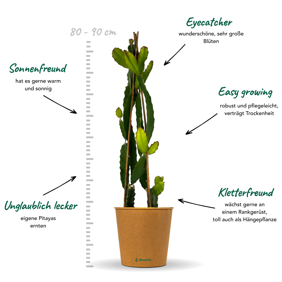 Drachenfrucht (Pitaya) rot "Drago"