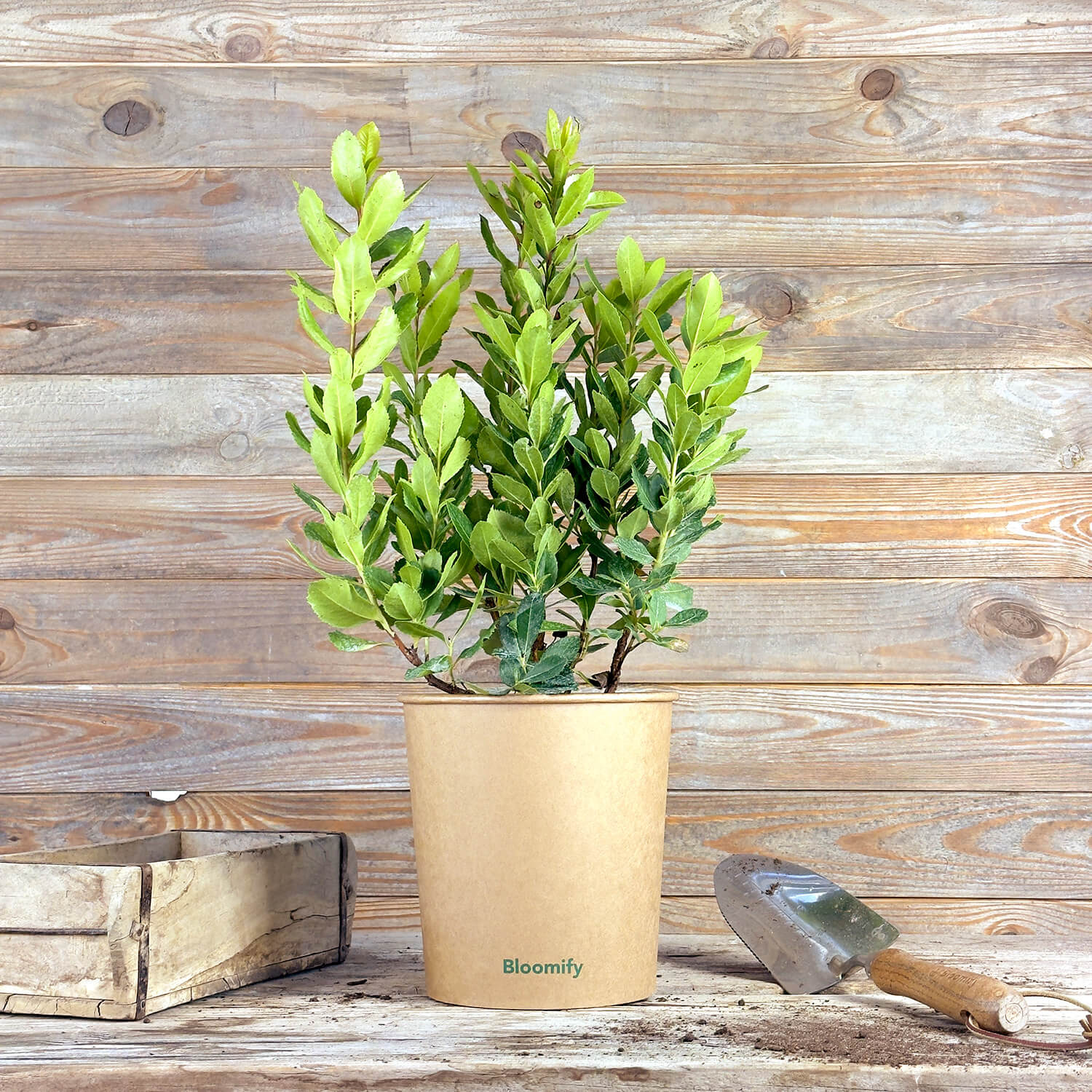 Erdbeerbaum "Eva"