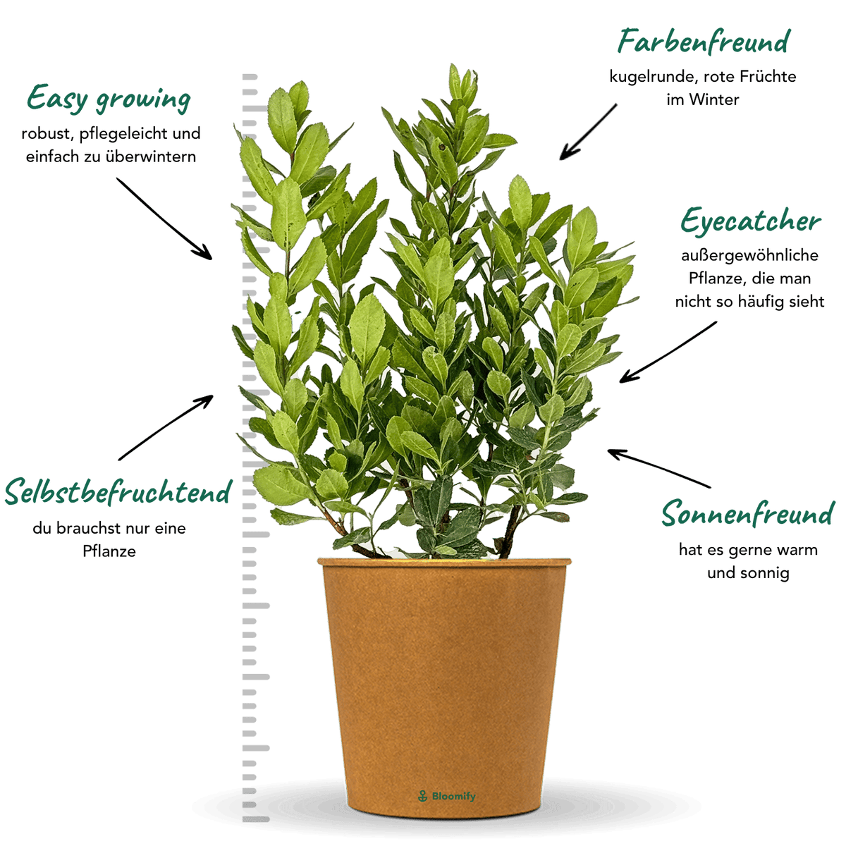 Erdbeerbaum "Eva"