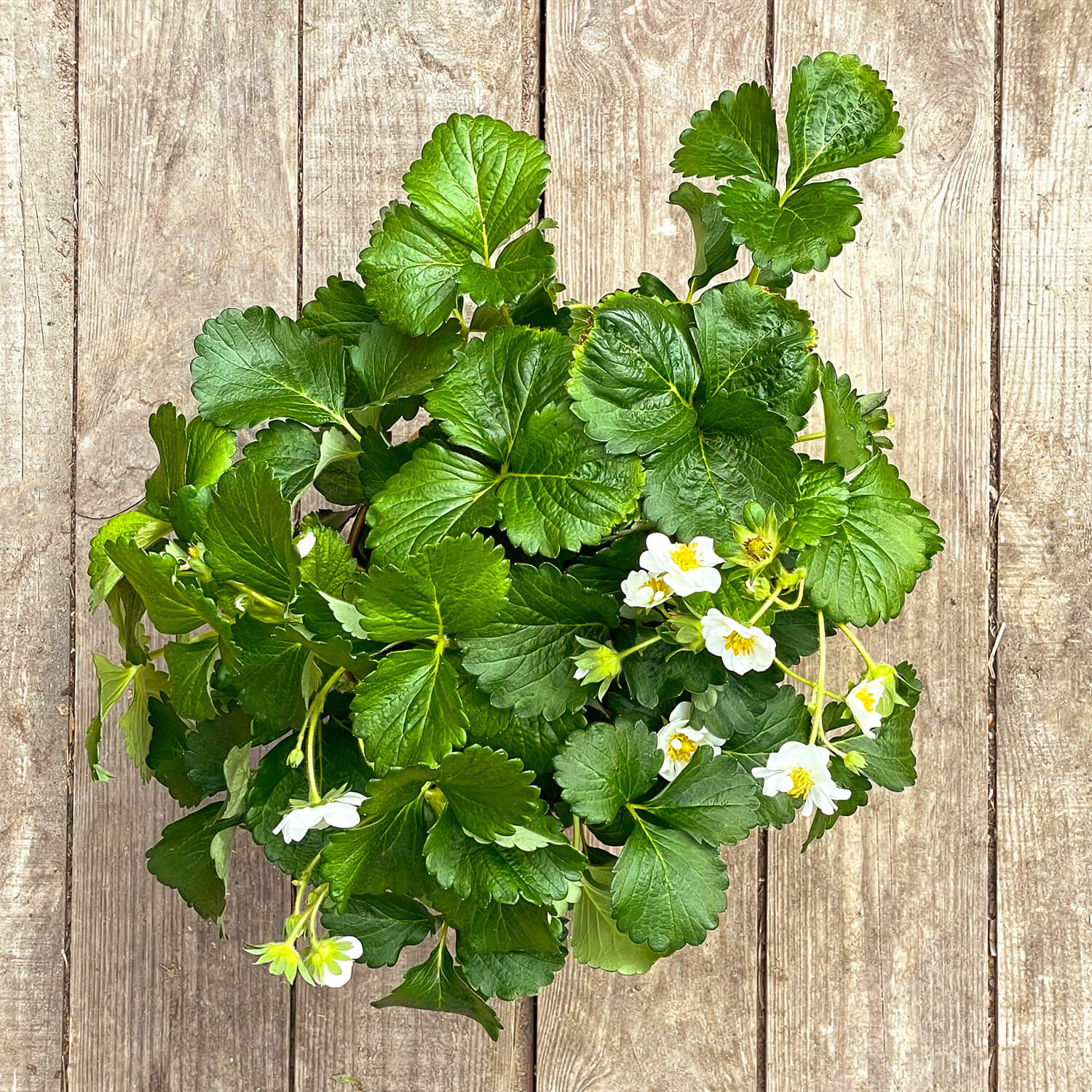 Balkon-Erdbeere "Enno"