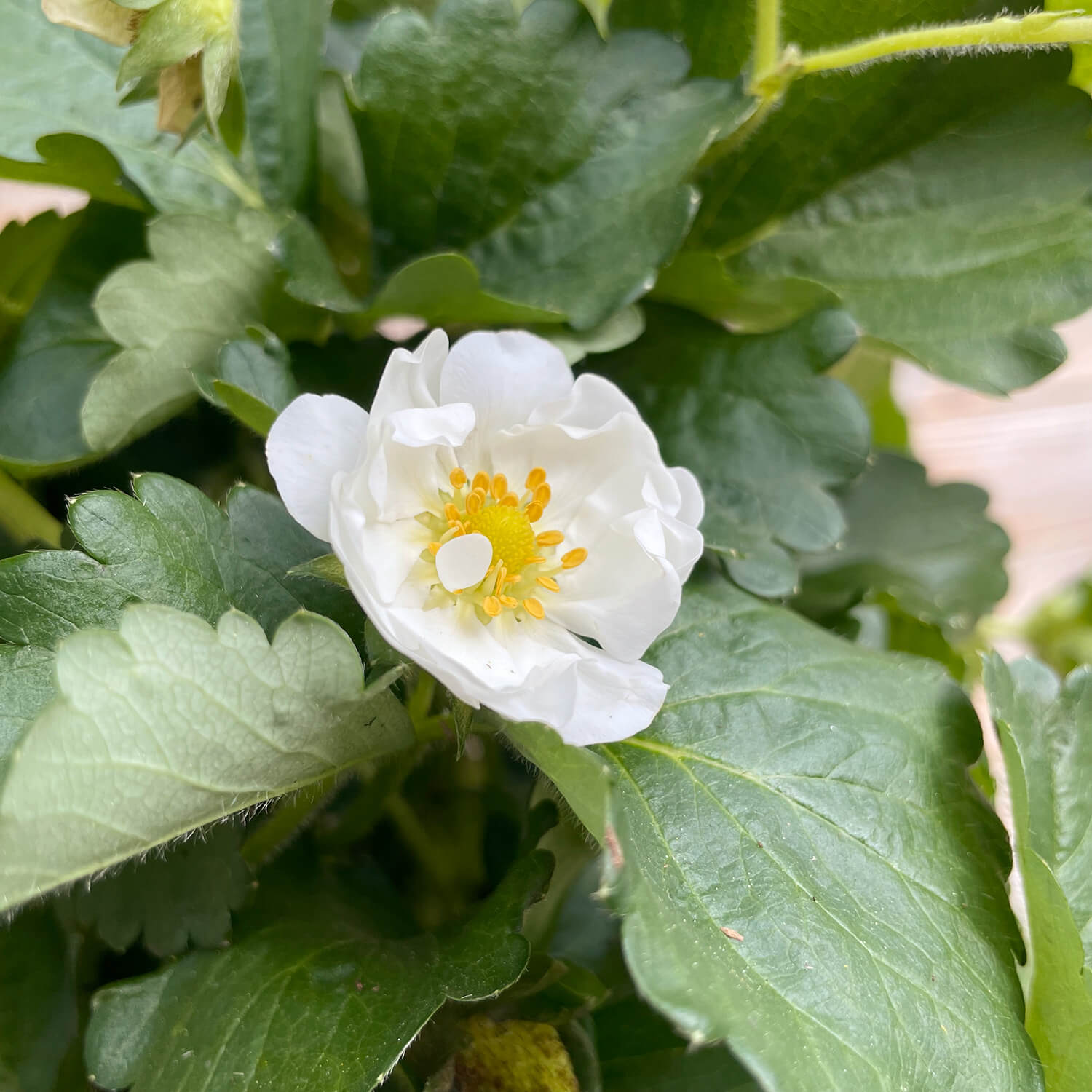 Balkon-Erdbeere "Enno"