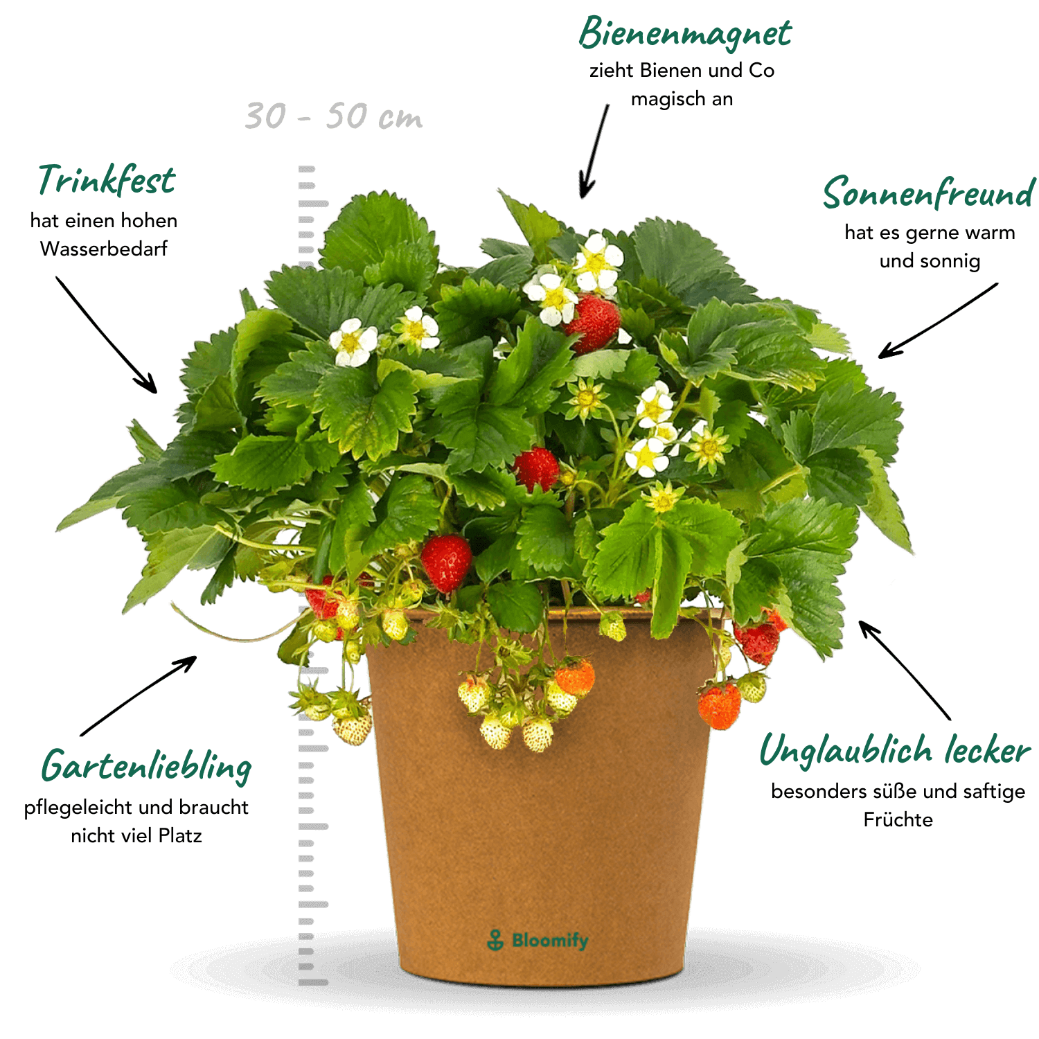 Balkon-Erdbeere "Enno"