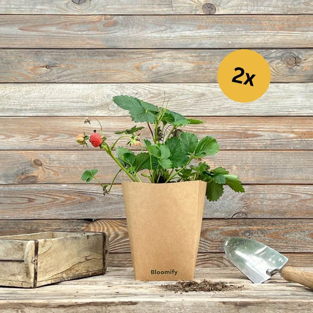 (B-Qualität) 2 x Balkon-Erdbeere "Enno"