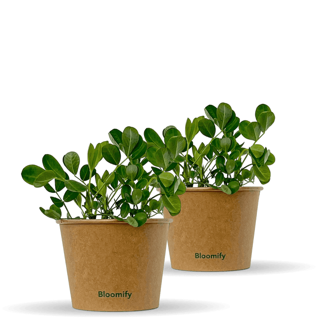 2 x Erdnuss "Eddy"