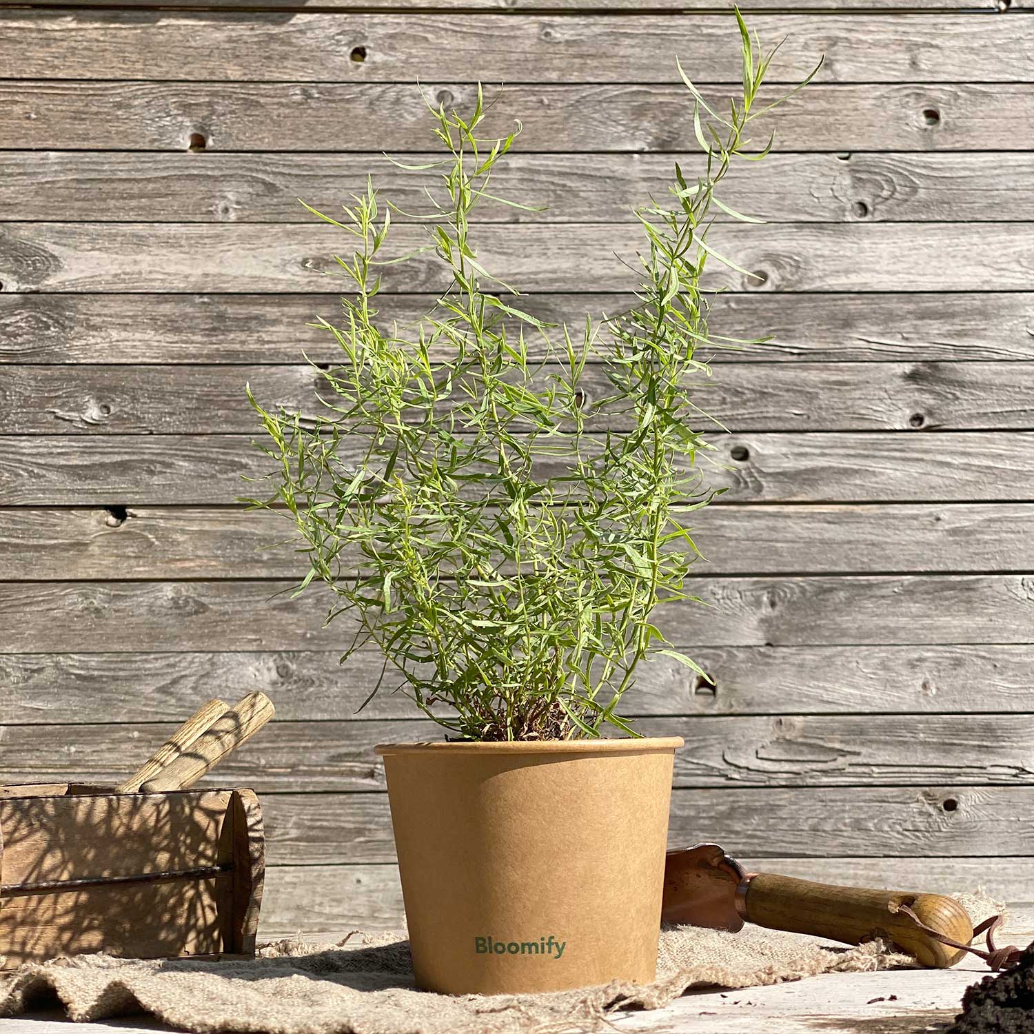 Estragon "Esmeralda"