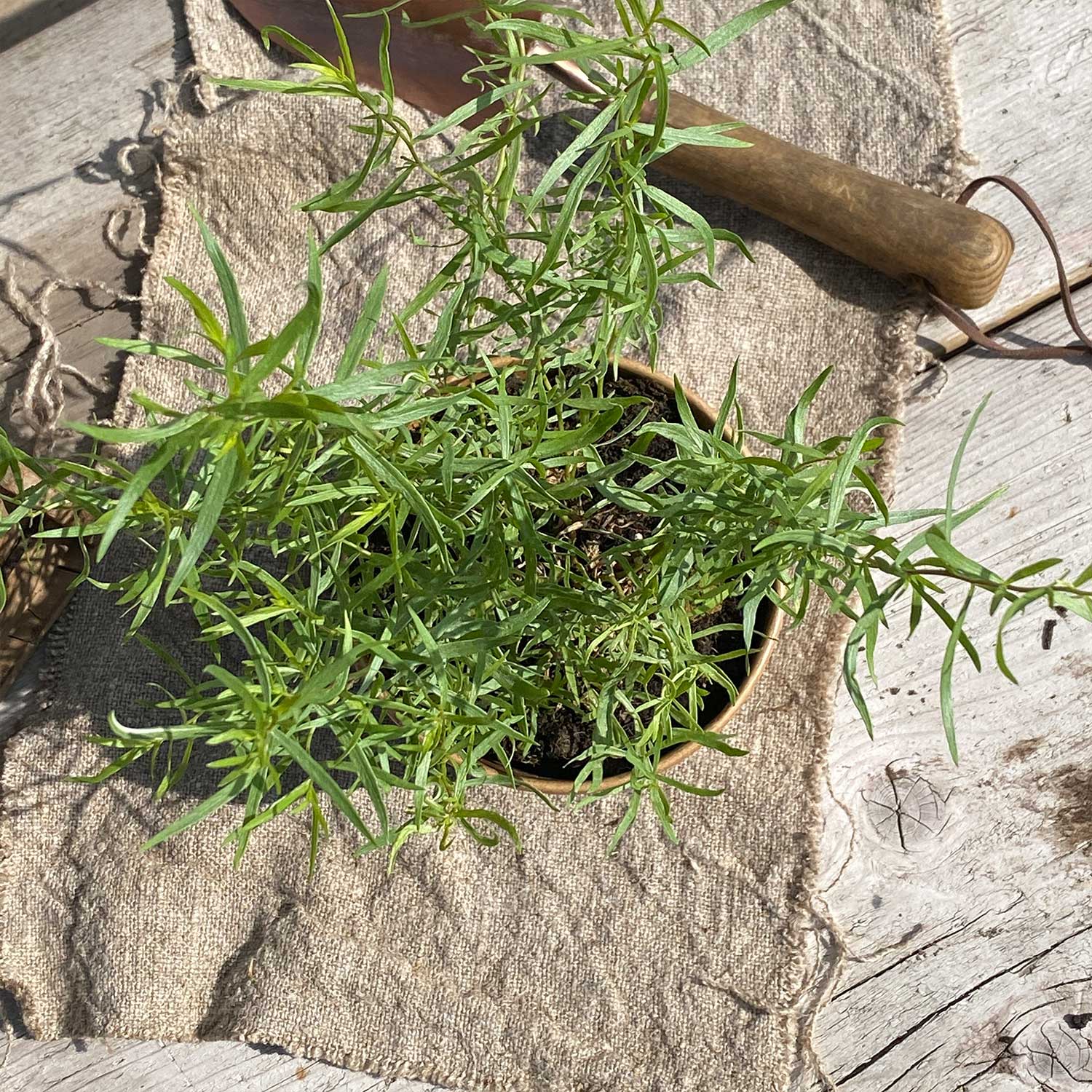 Estragon "Esmeralda"