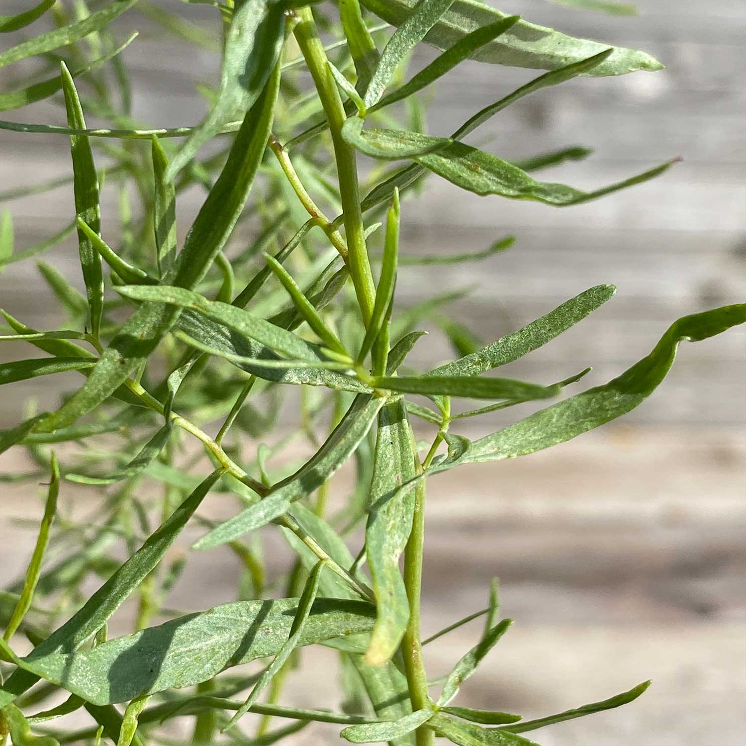 Estragon "Esmeralda"