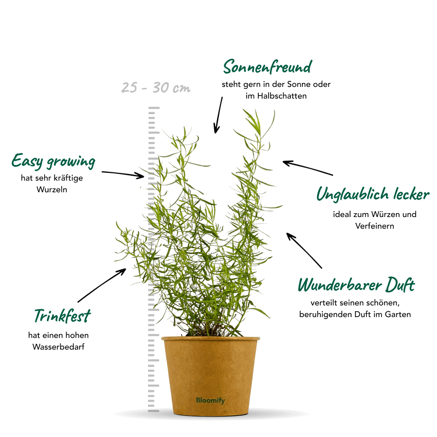 Estragon "Esmeralda"