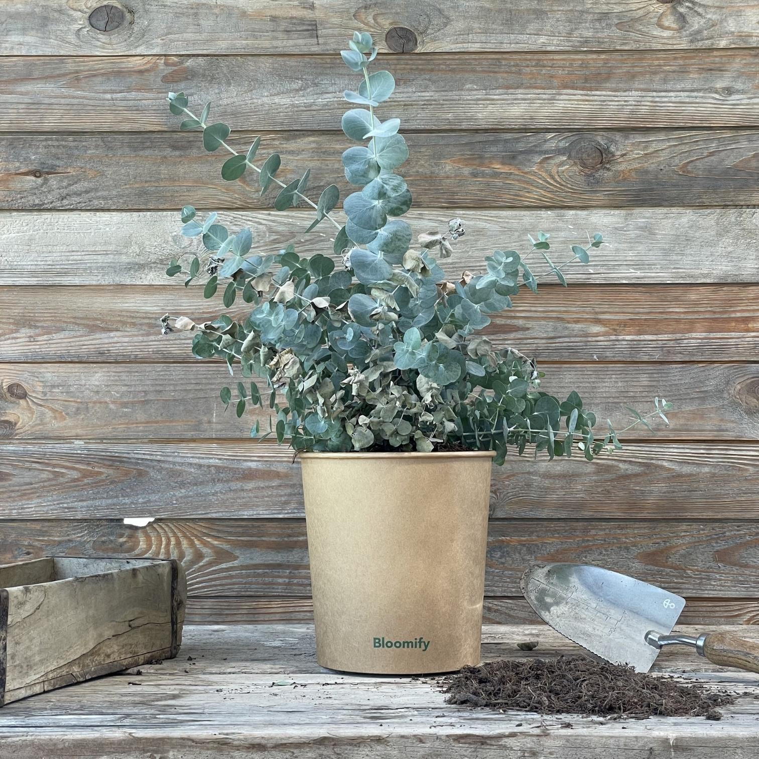 (B-Qualität) Eukalyptus "Eugen"