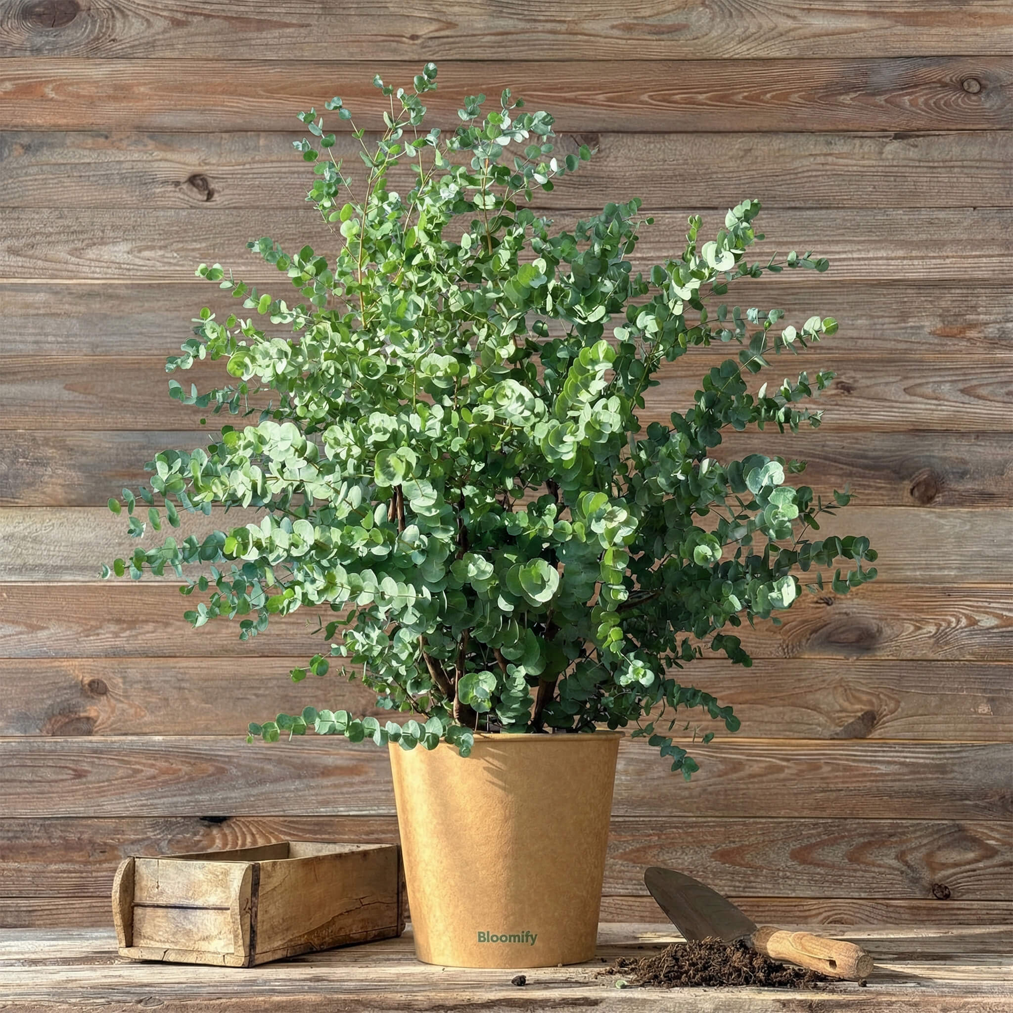 Balkon-Eukalyptus "Eugen"