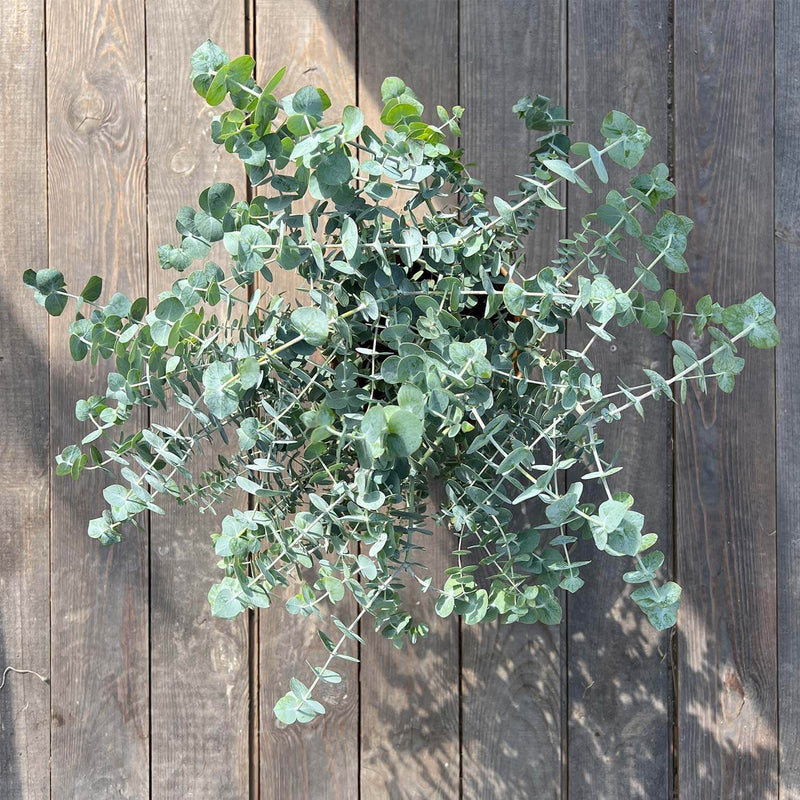 Eukalyptus "Eugen"