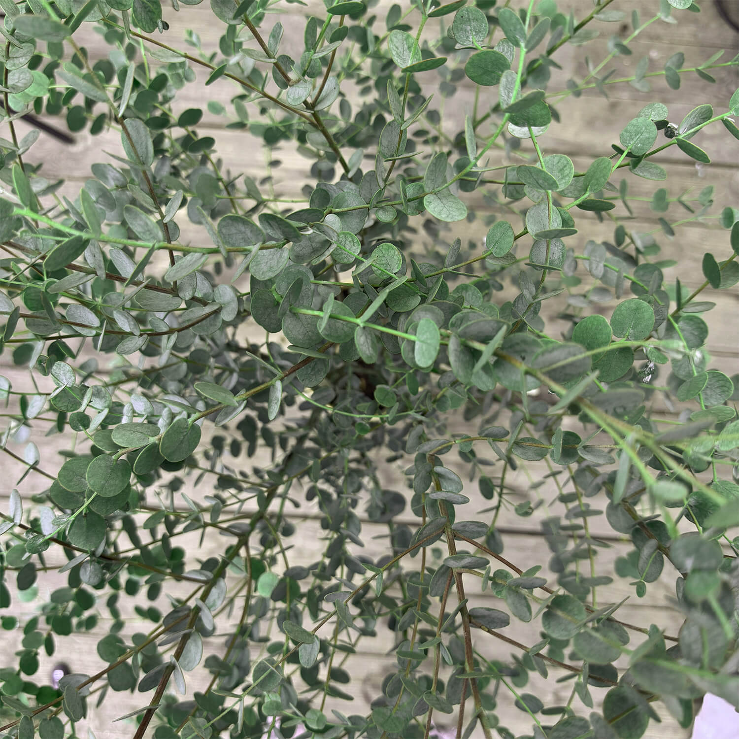 Balkon-Eukalyptus "Eugen"