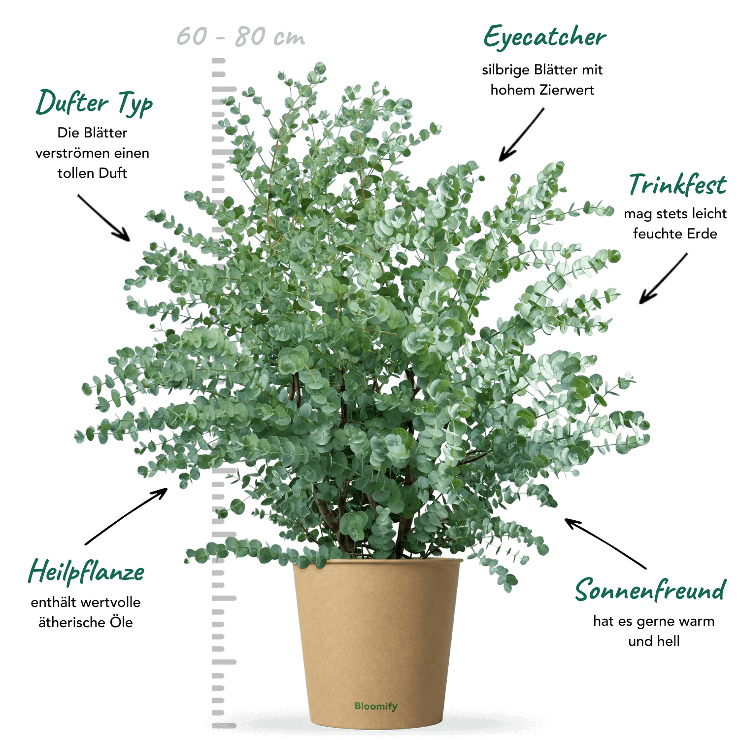 Balkon-Eukalyptus "Eugen"