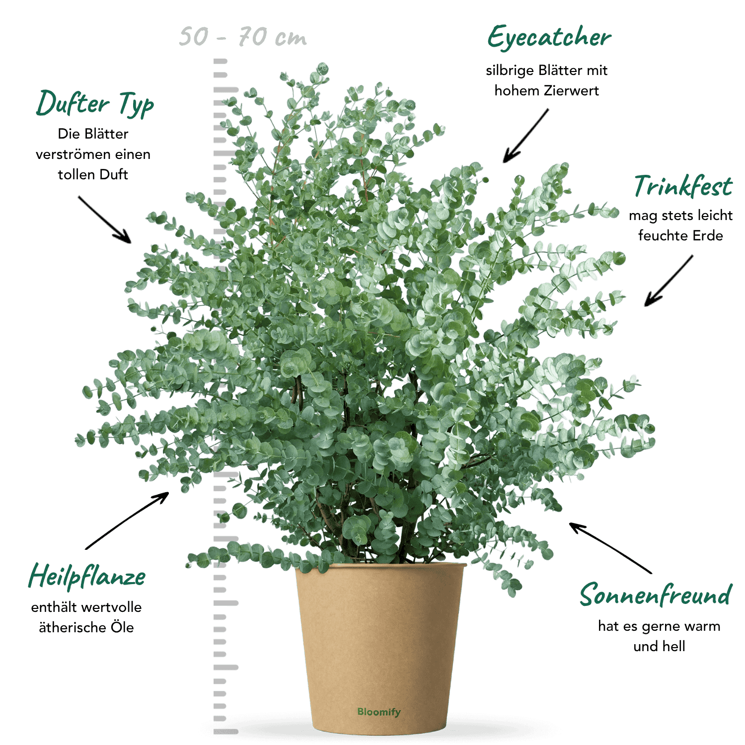 Balkon-Eukalyptus "Eugen"