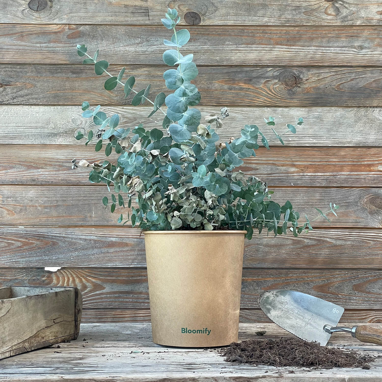 (B-Qualität) Eukalyptus "Eugen"
