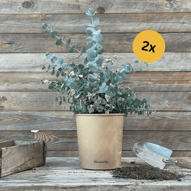 (B-Qualität) 2 x Eukalyptus "Eugen"