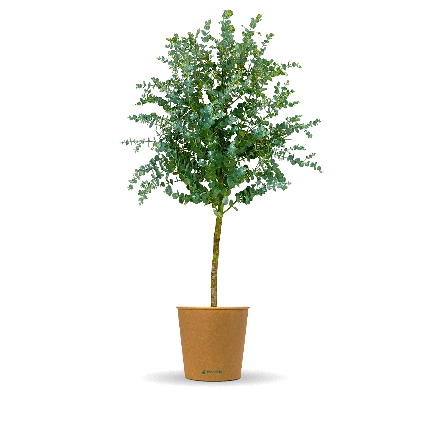Eukalyptus Stamm "Eugenia"