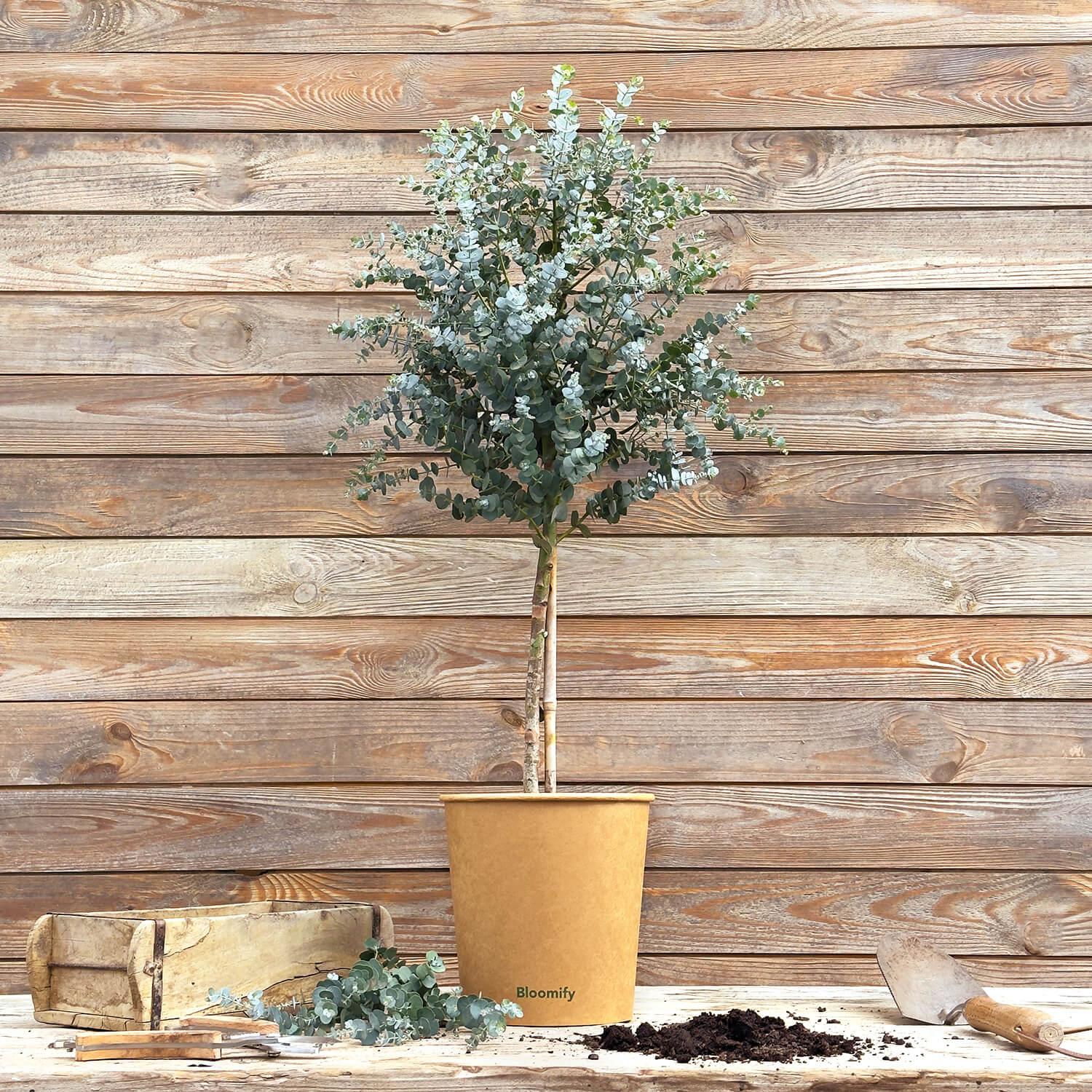 Eukalyptus Stamm "Eugenia"