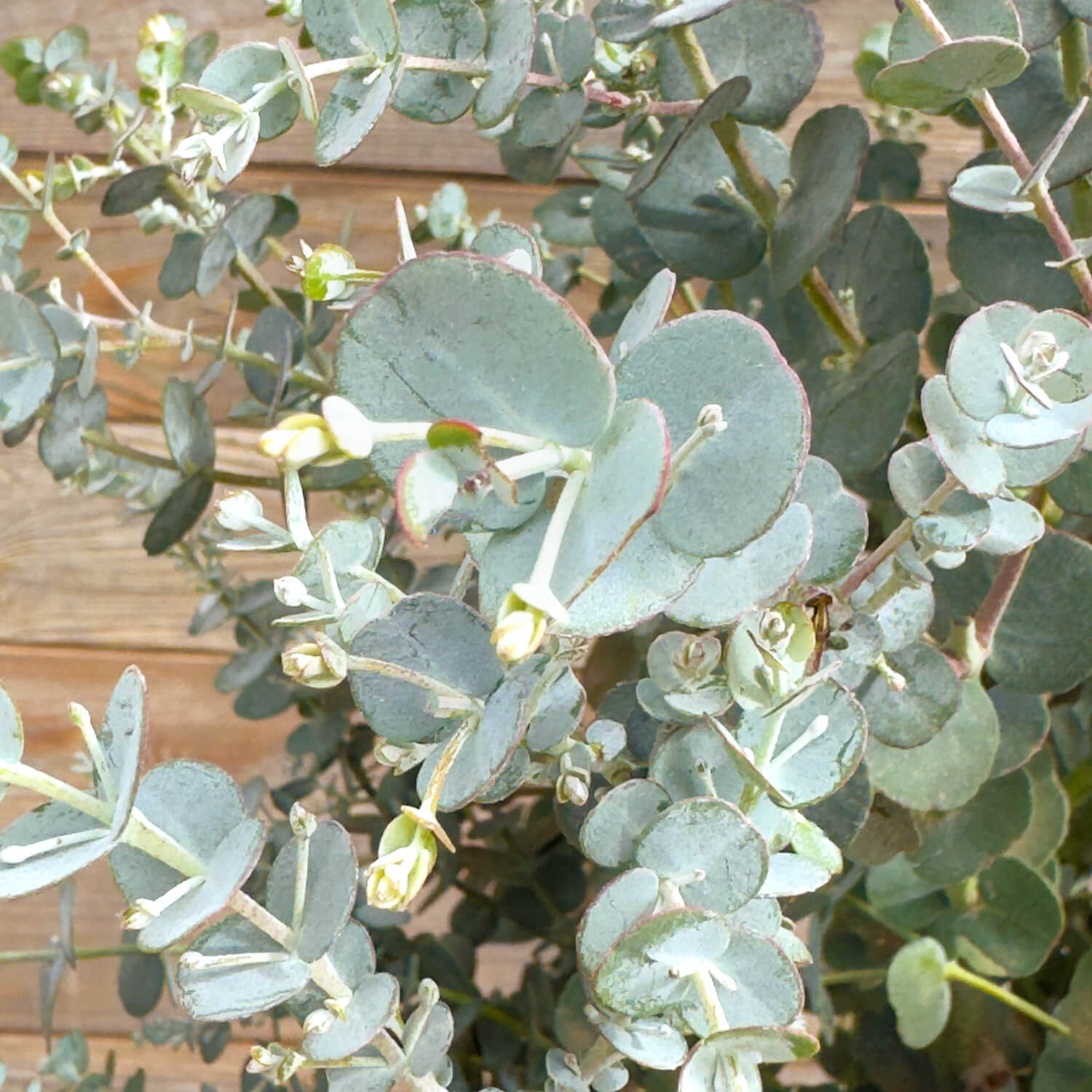 Eukalyptus Stamm "Eugenia"