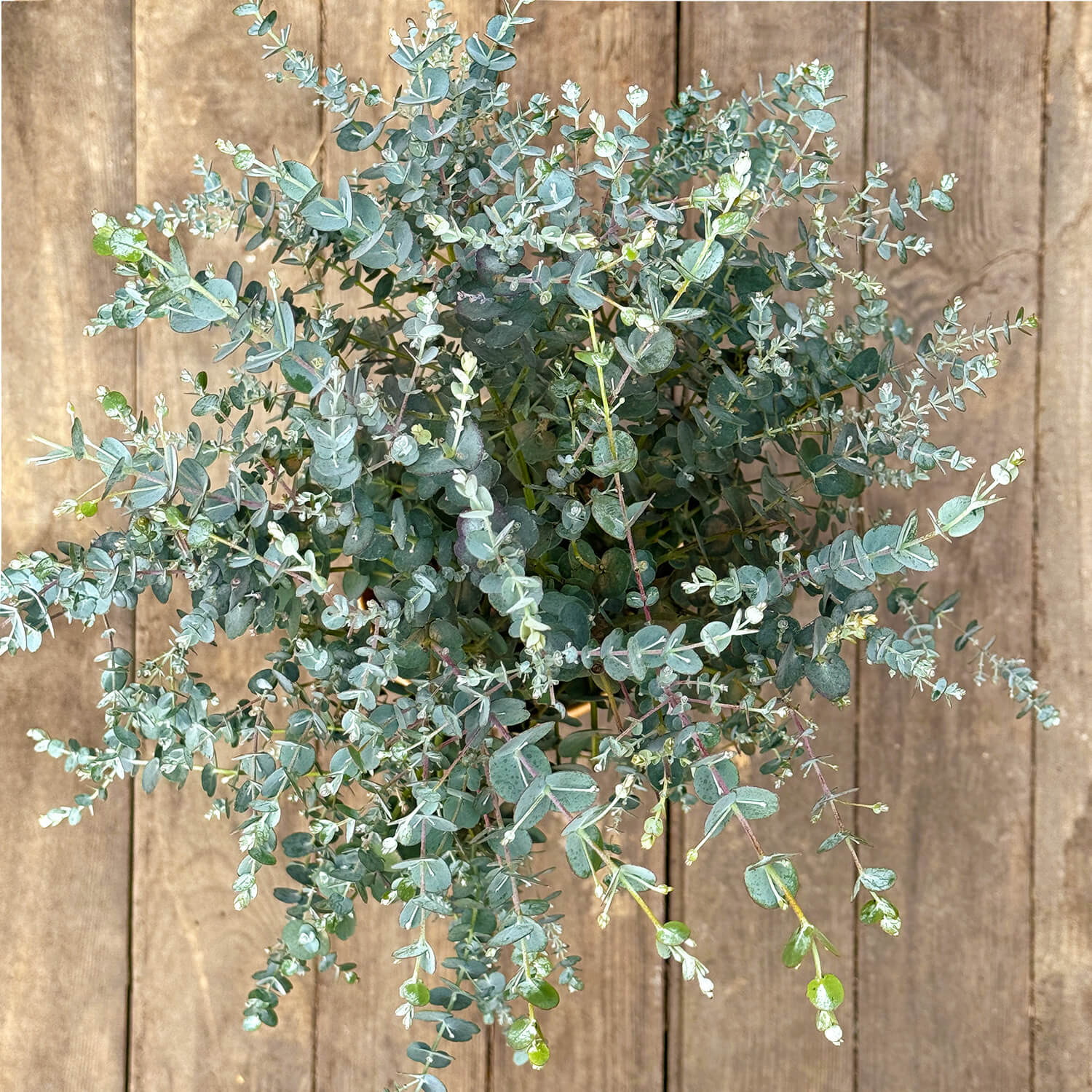 Eukalyptus Stamm "Eugenia"