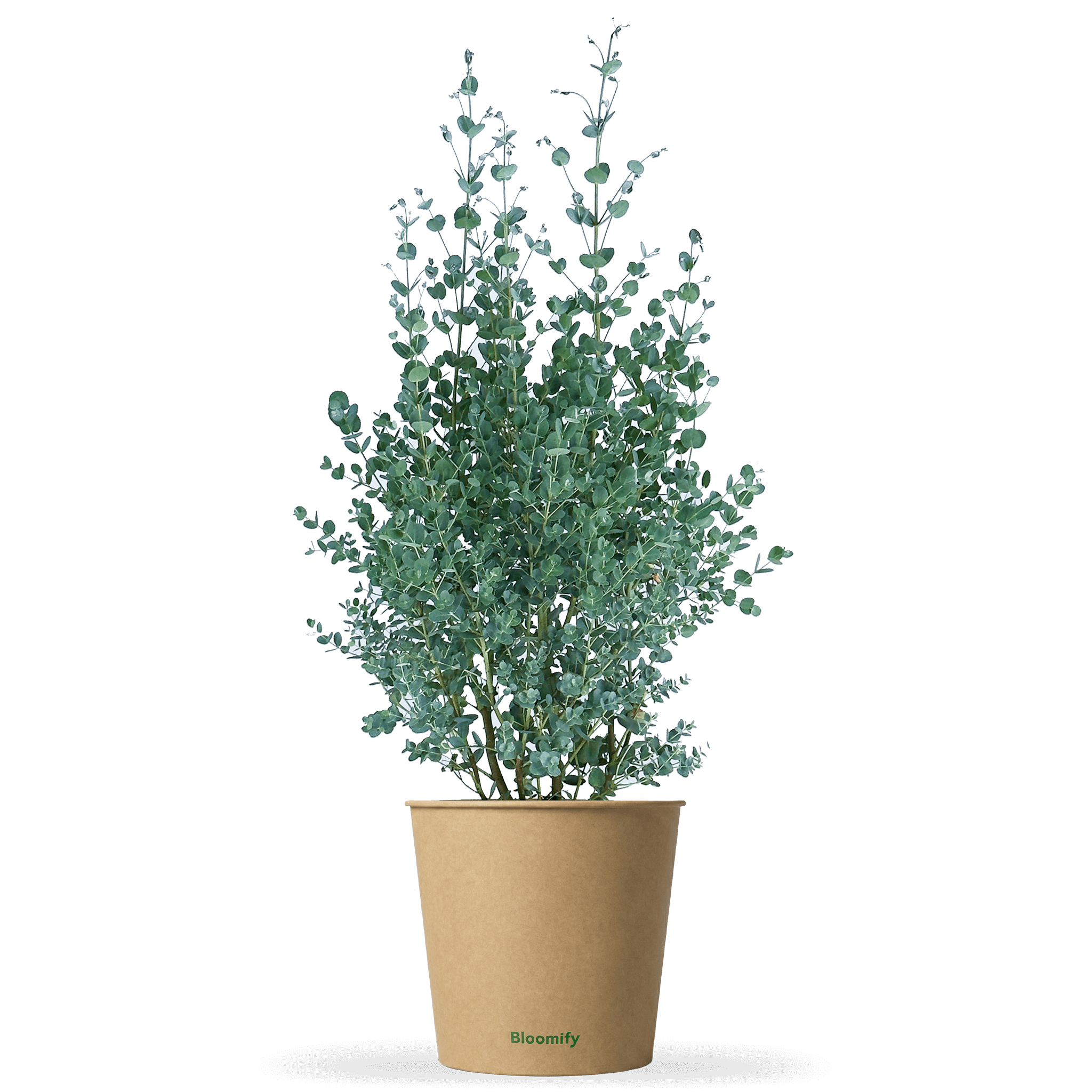 Balkon-Eukalyptus mittel "Eugen"