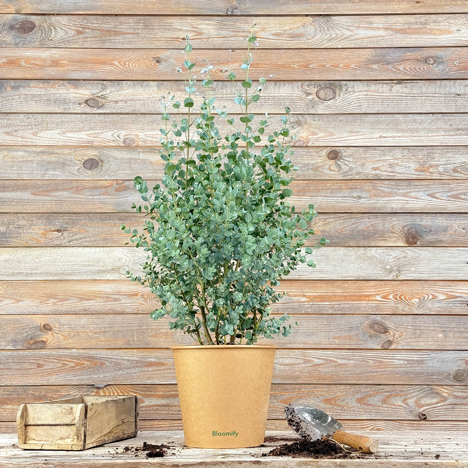 Balkon-Eukalyptus mittel "Eugen"