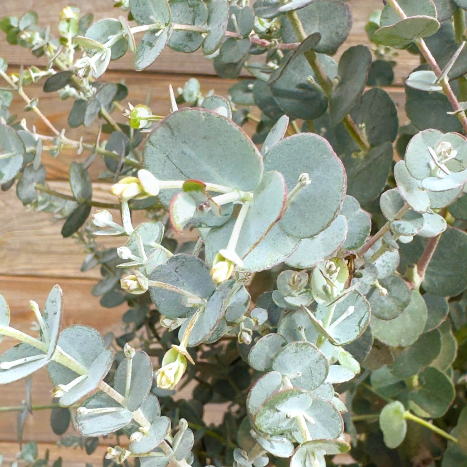 Balkon-Eukalyptus mittel "Eugen"