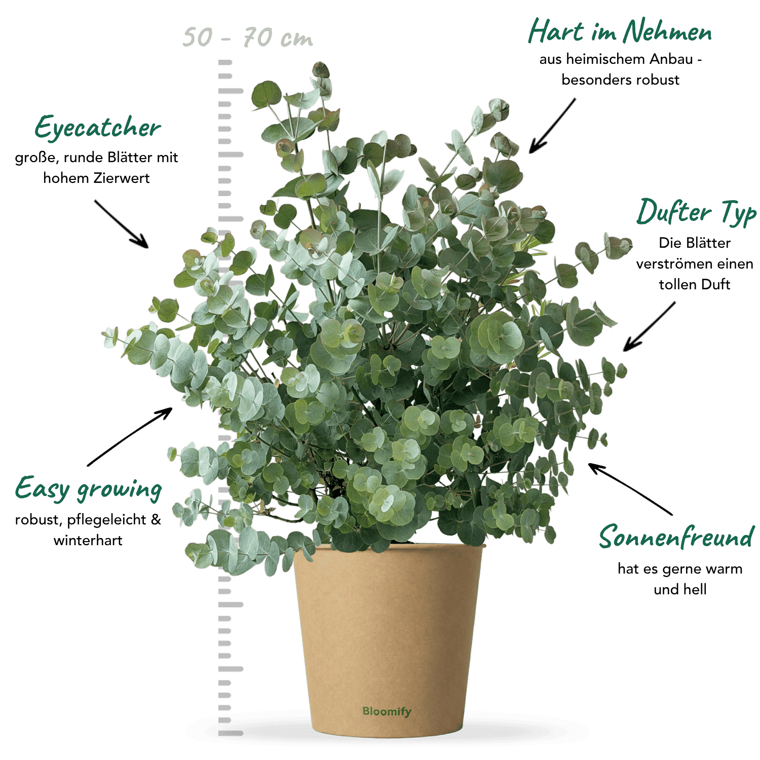 Eukalyptus "Emil"