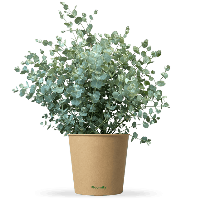 Eukalyptus mittel "Emil"