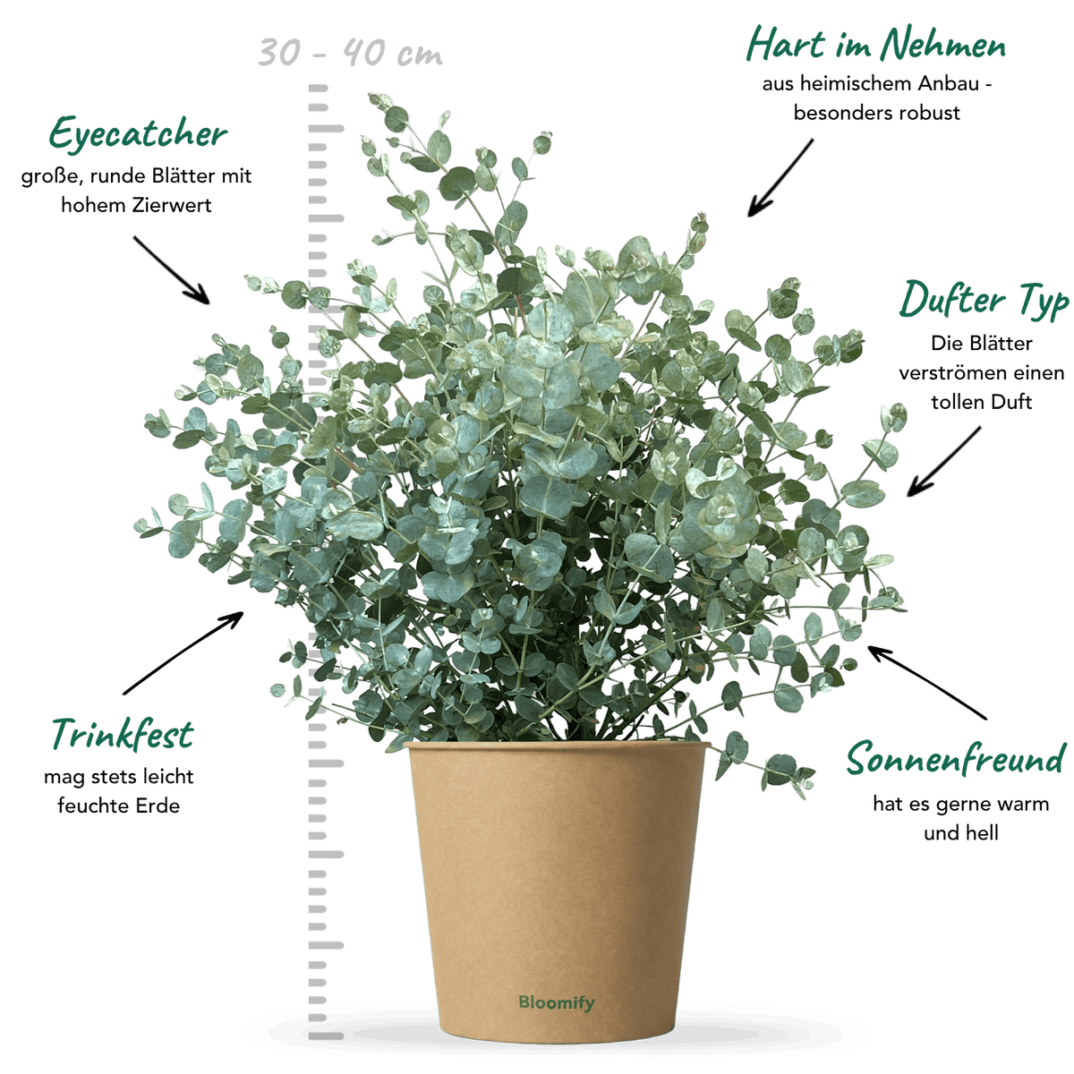 Eukalyptus mittel "Emil"