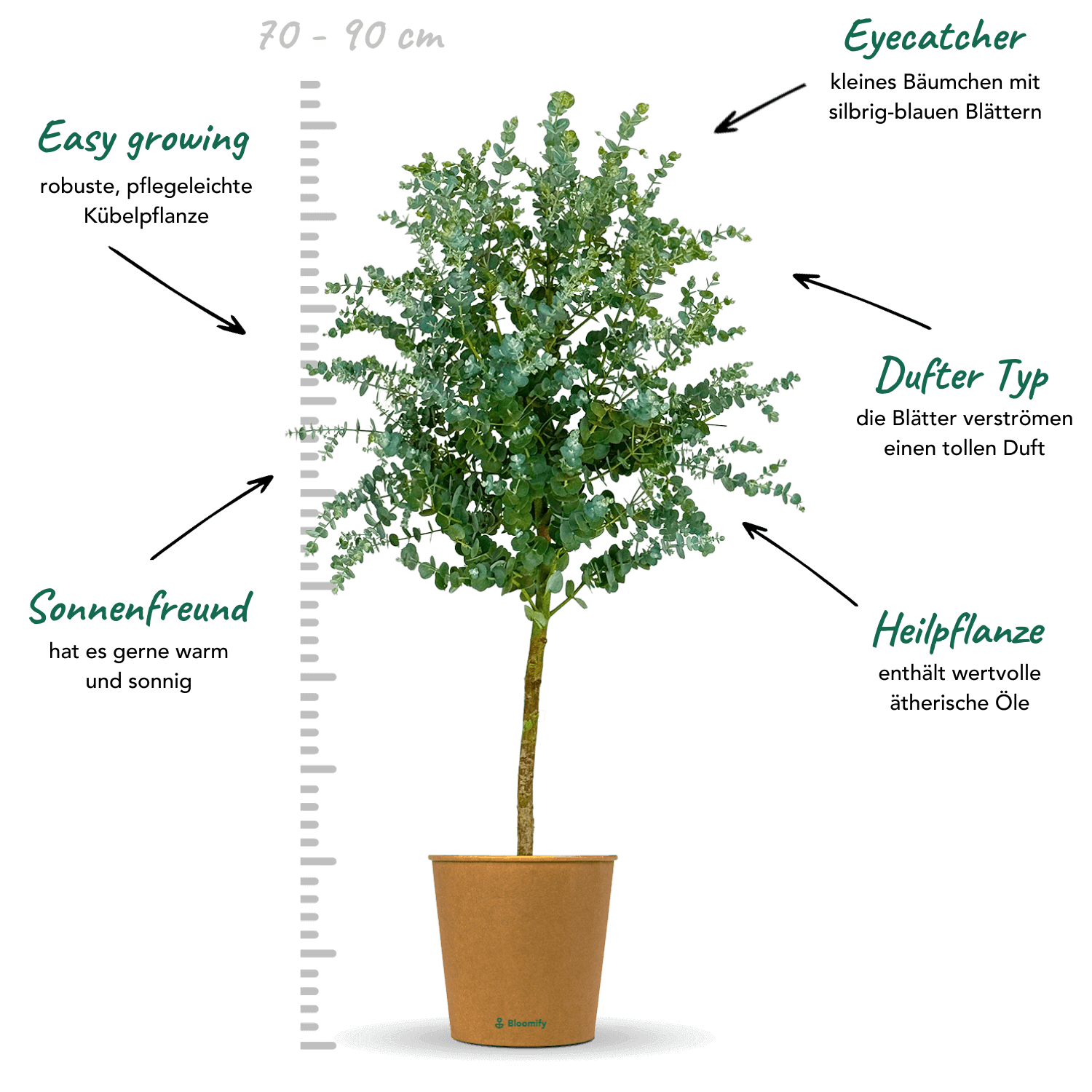 Eukalyptus Stamm "Eugenia"