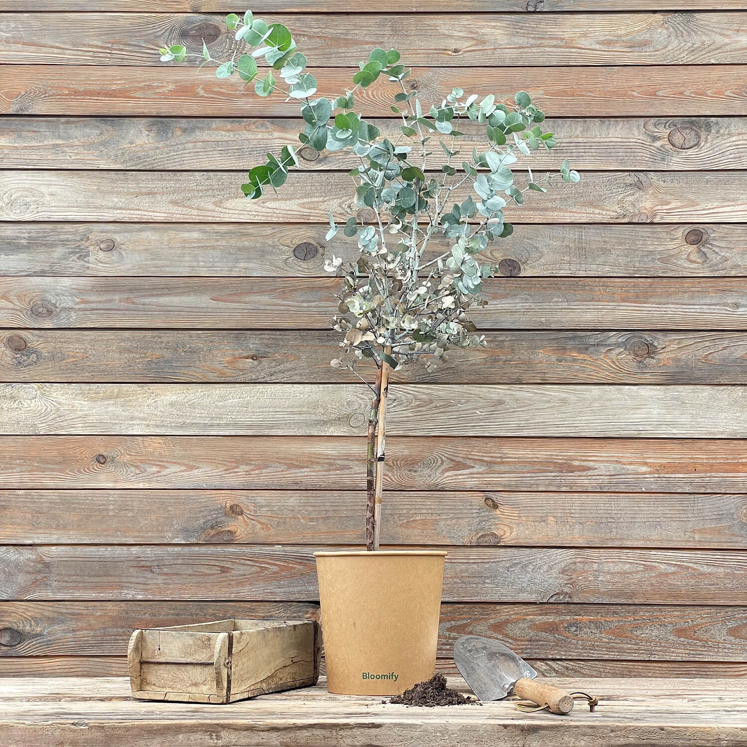 (B-Qualität) Eukalyptus Stamm "Eugenia"