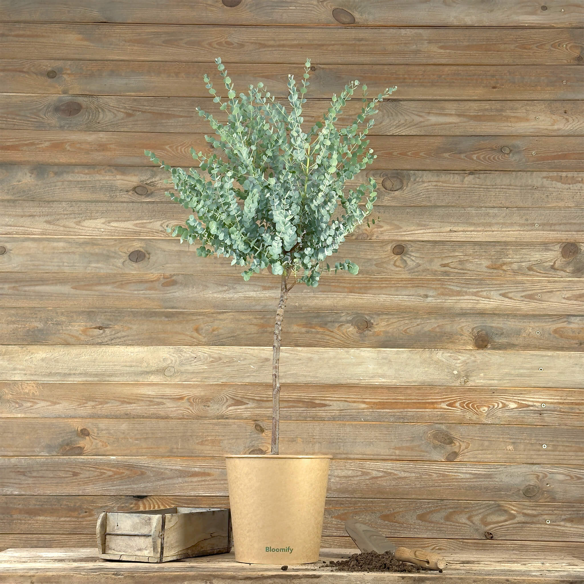 Eukalyptus Stamm mittel "Eugenia"