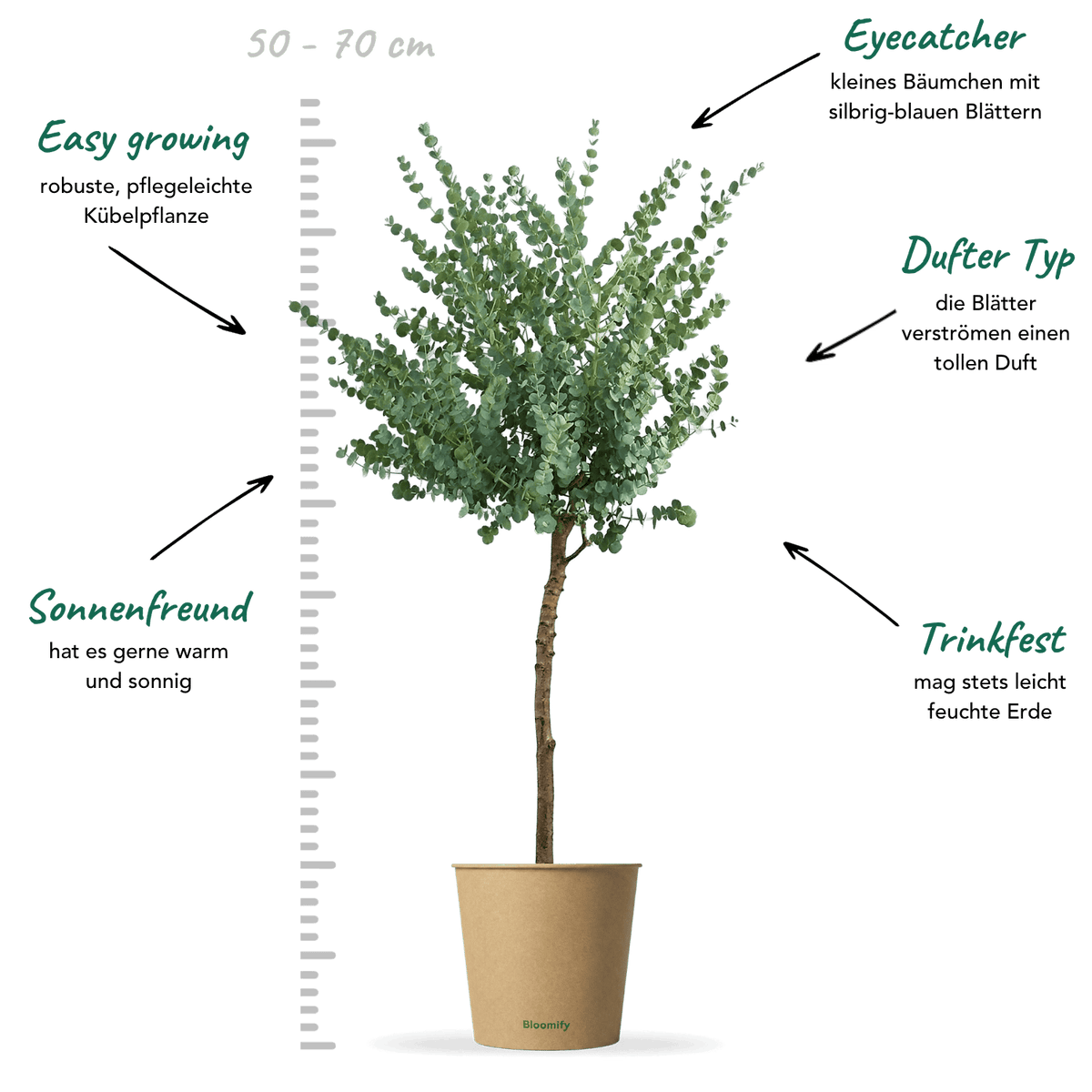 Eukalyptus Stamm mittel "Eugenia"