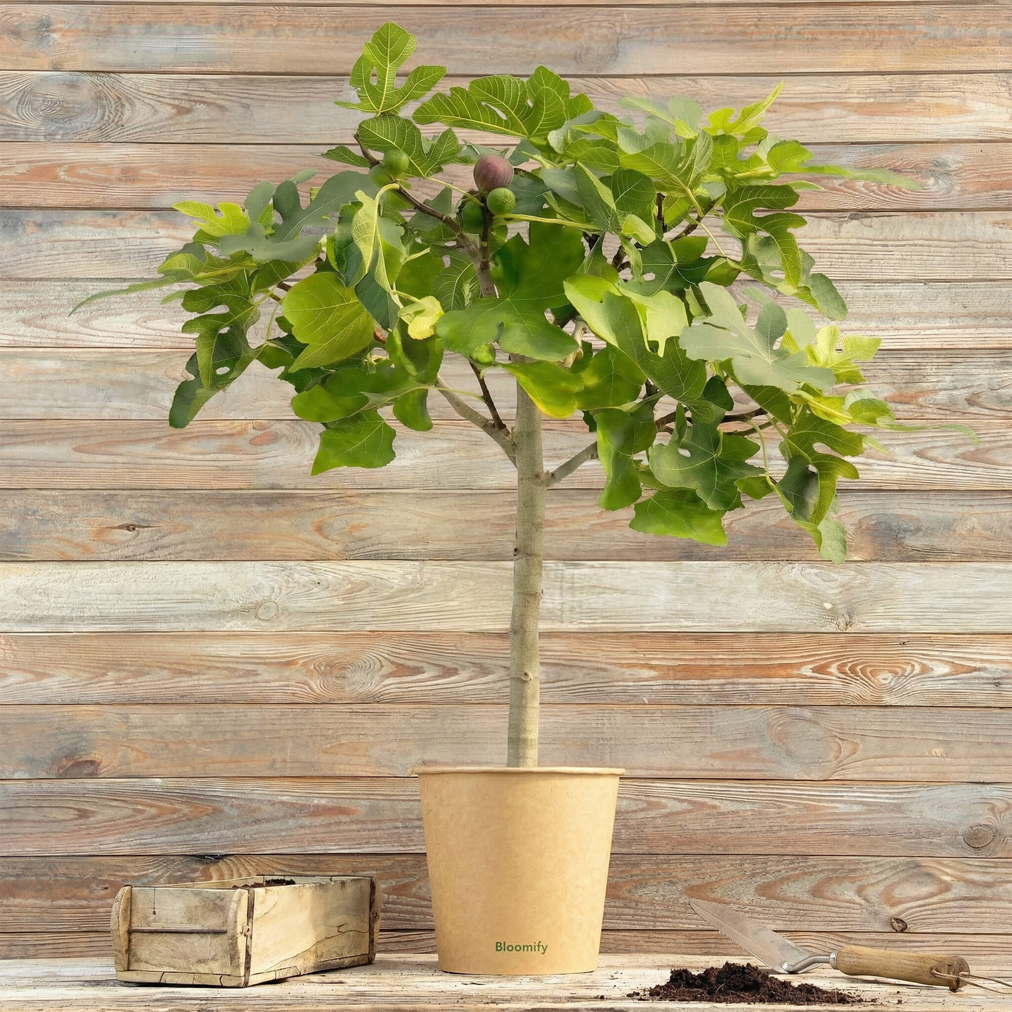 Balkon-Feigenbaum "Flavio"