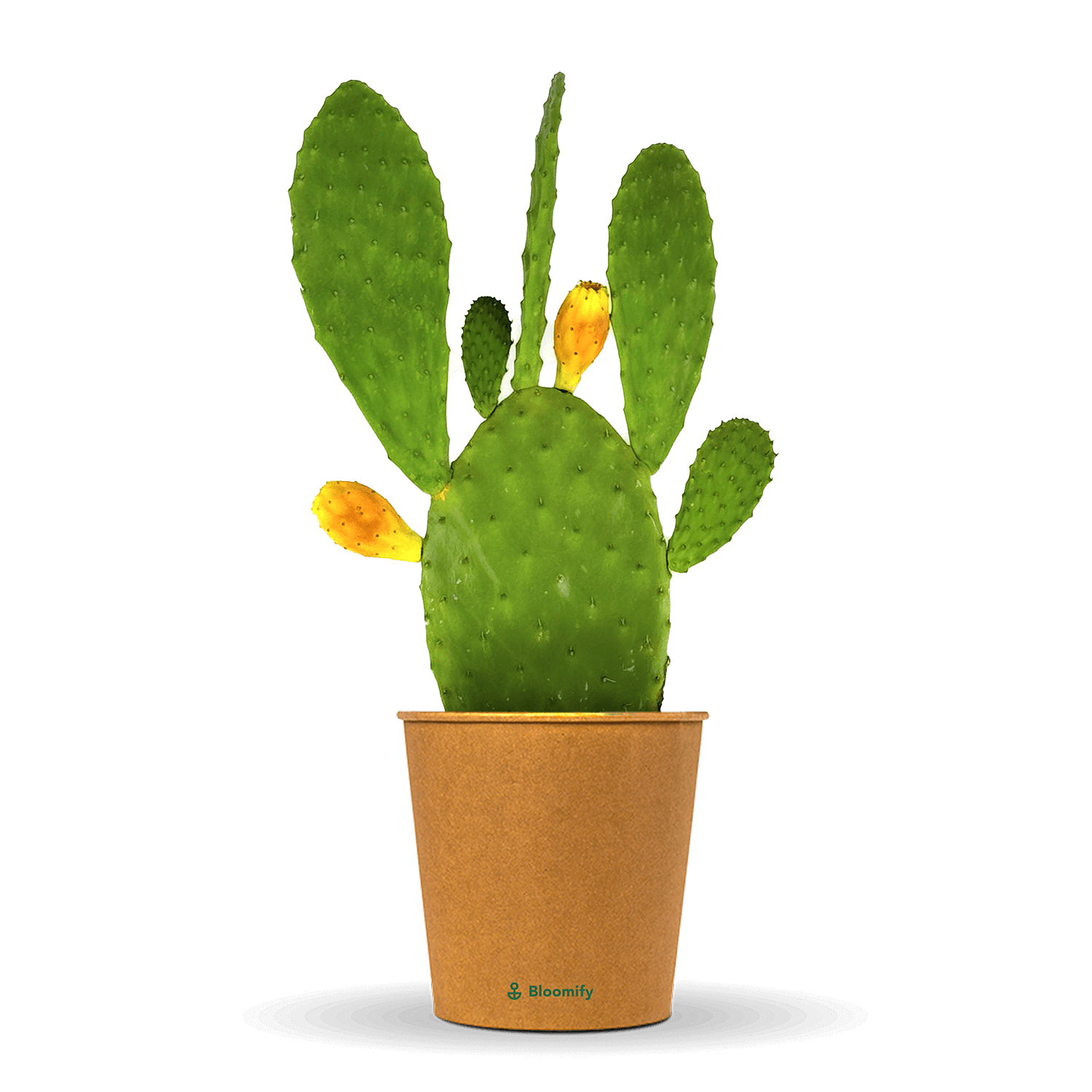 Feigenkaktus "Kalle"