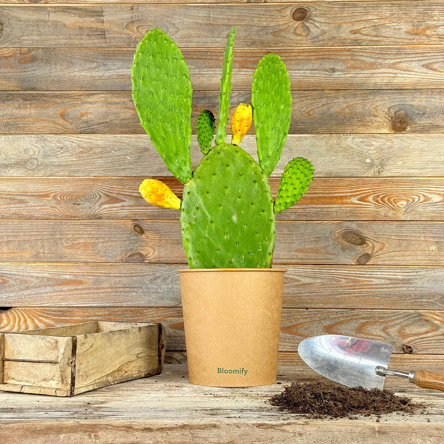 Feigenkaktus "Kalle"