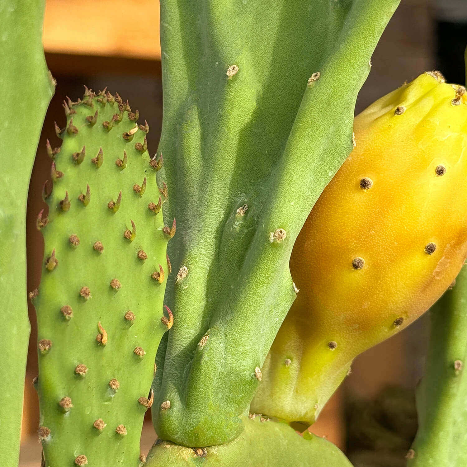 Feigenkaktus "Kalle"