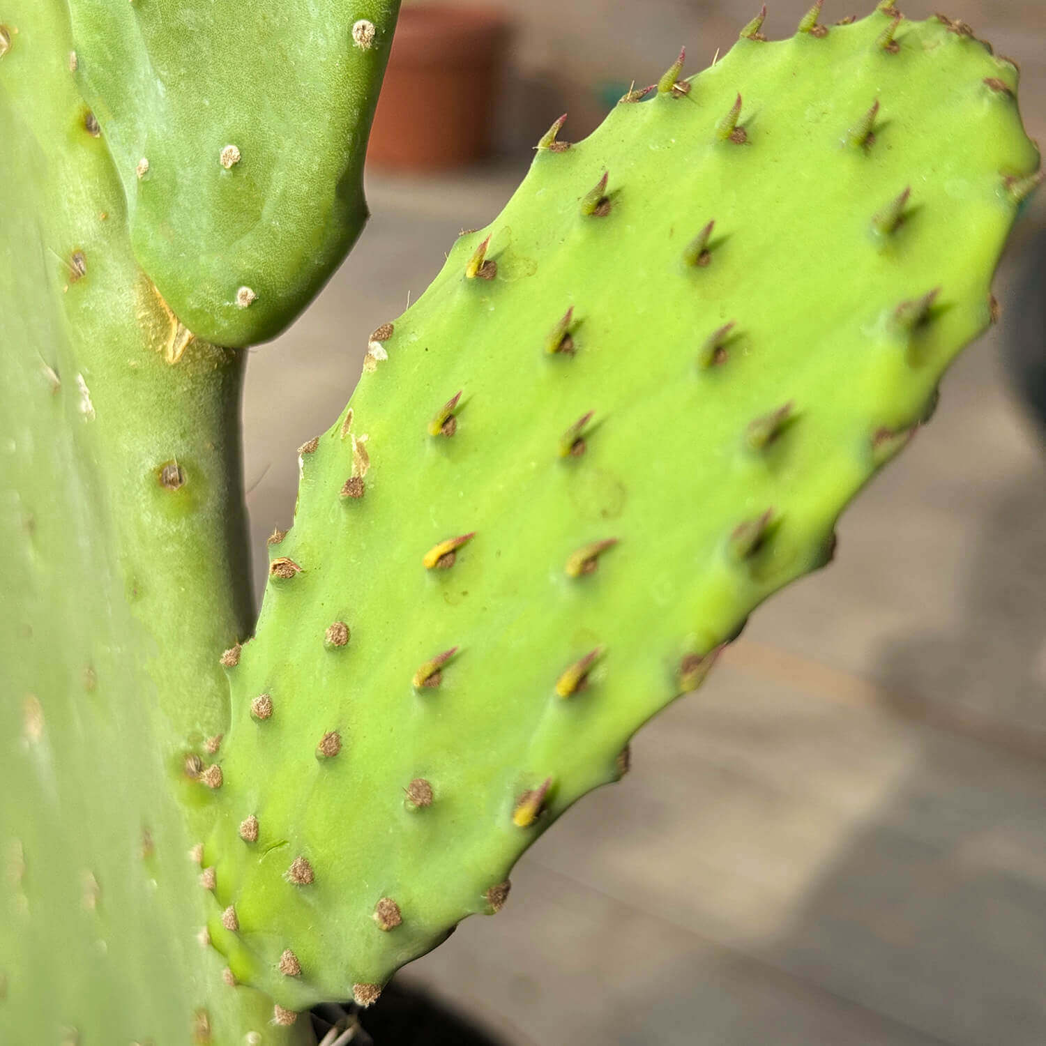 Feigenkaktus "Kalle"