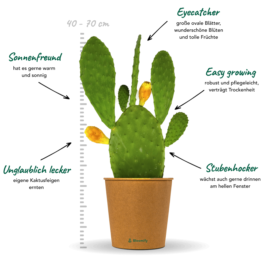 Feigenkaktus "Kalle"