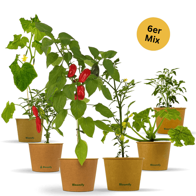 6x Balkon-Gemüse "Mix"
