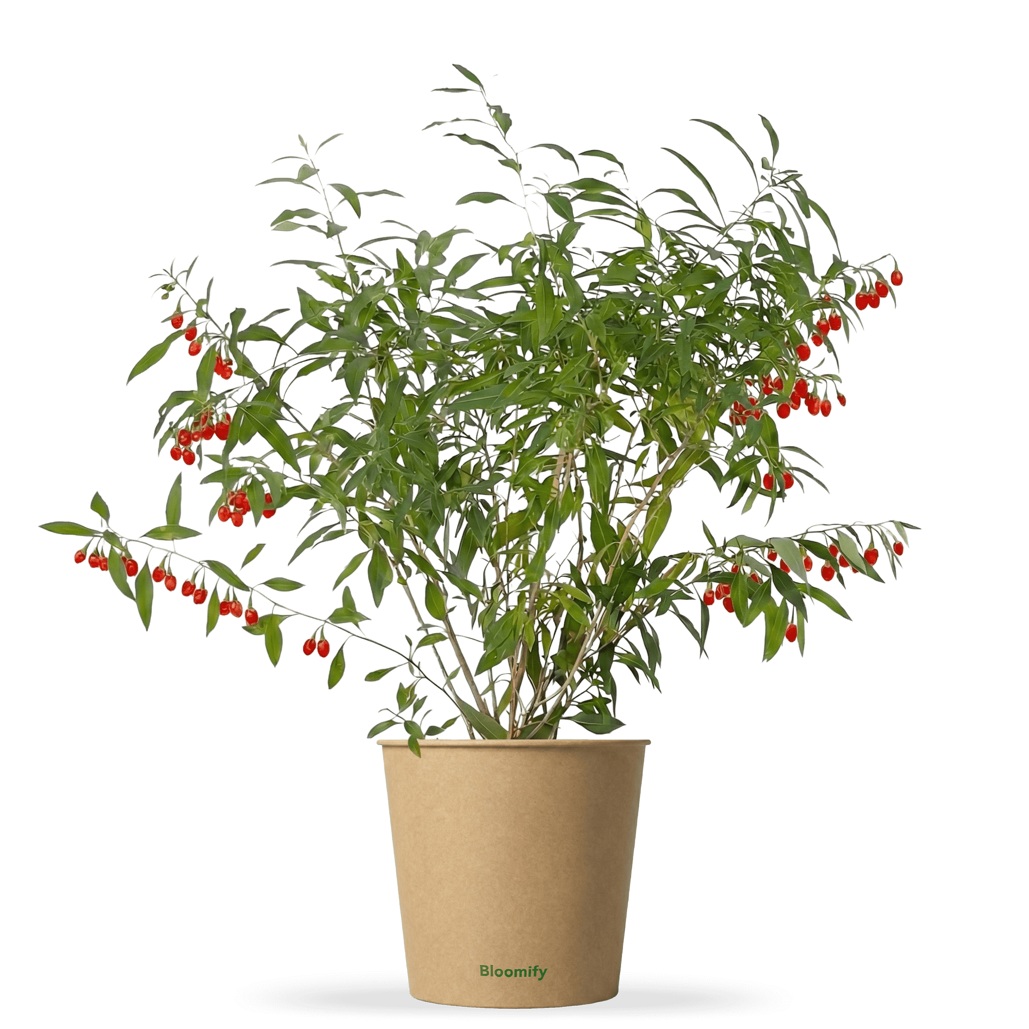 Goji-Beere "Günther" (Bio)