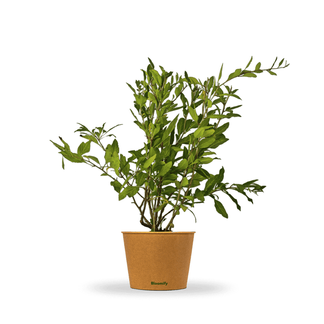 Goji-Beere "Günther" (Bio)