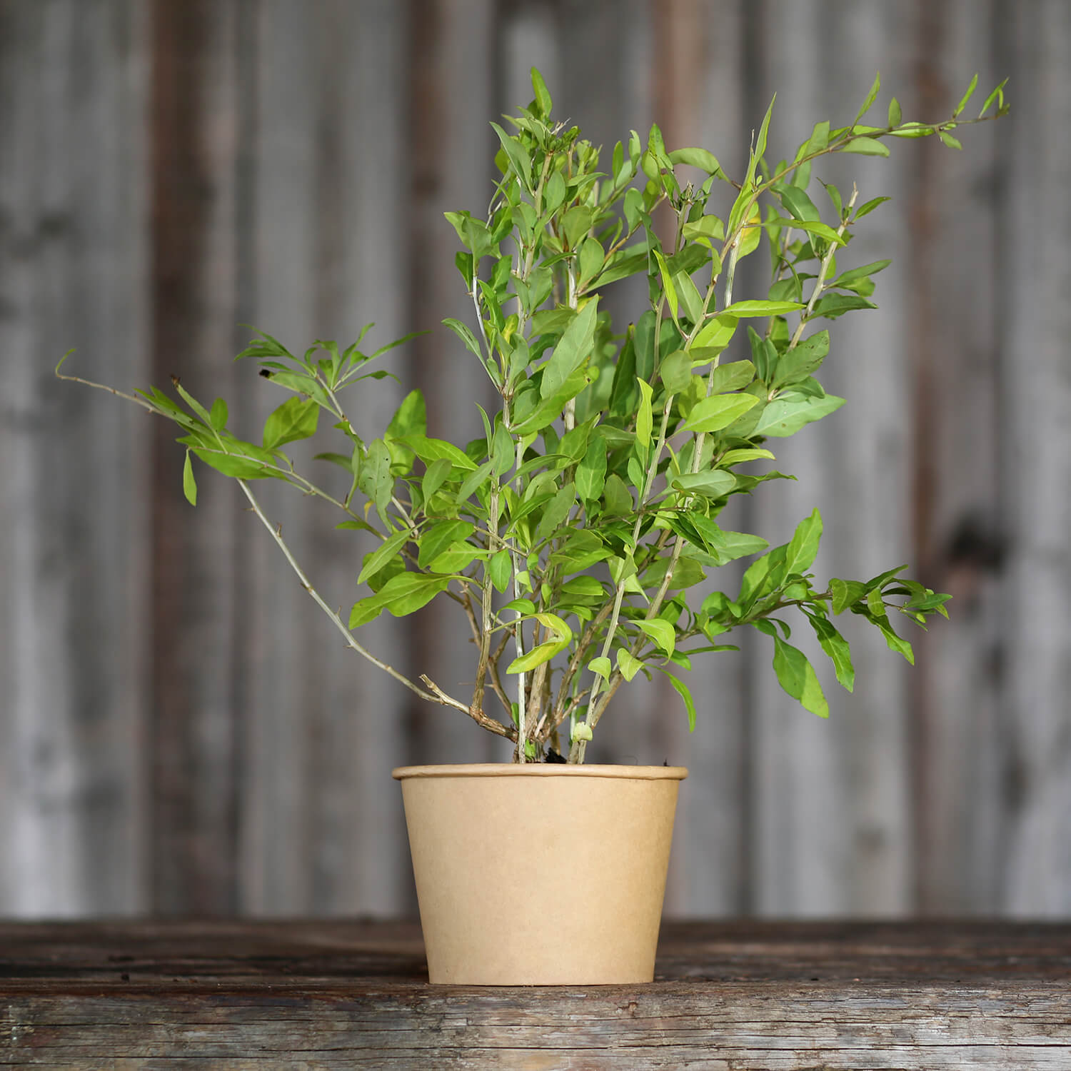 Goji-Beere "Günther" (Bio)