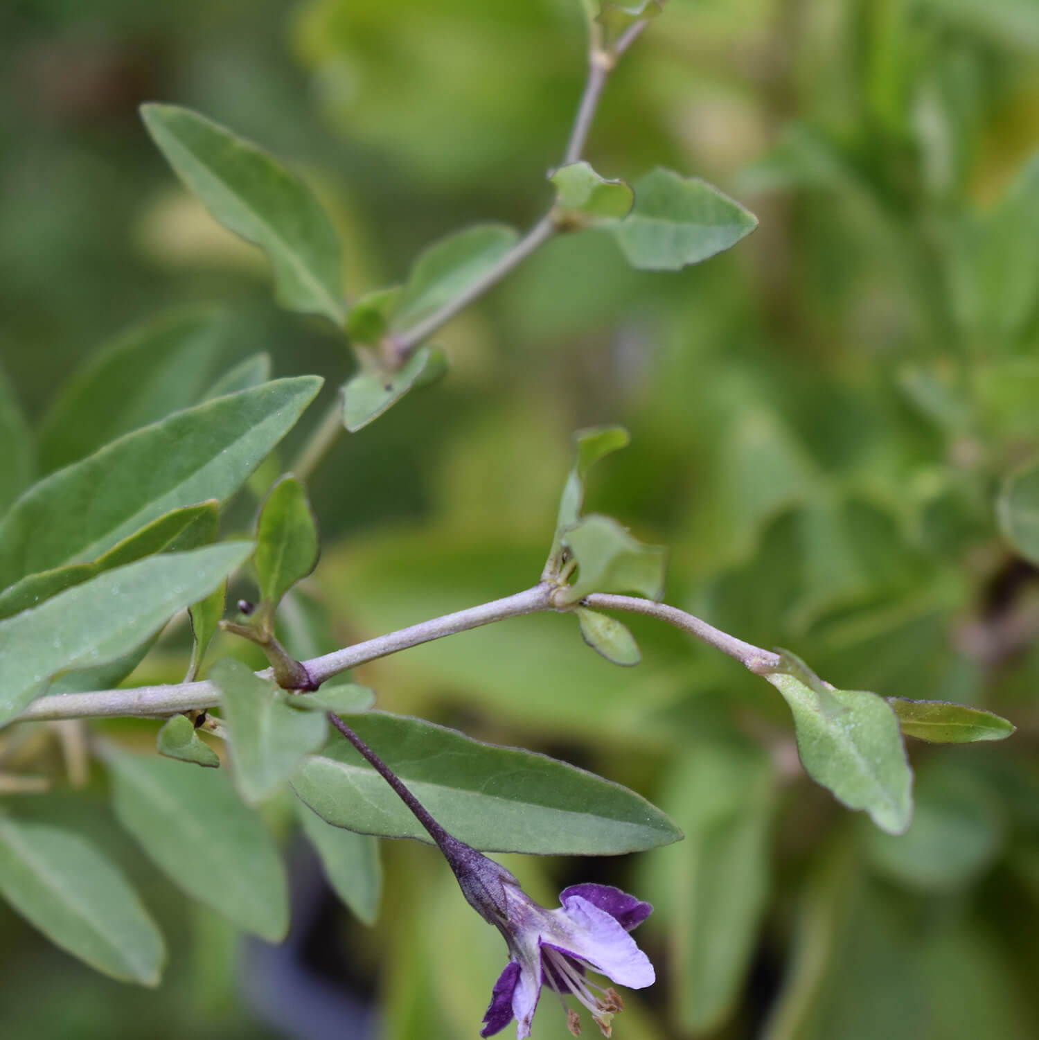 Goji-Beere "Günther" (Bio)