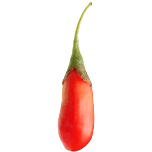 Goji-Beere "Günther" (Bio)