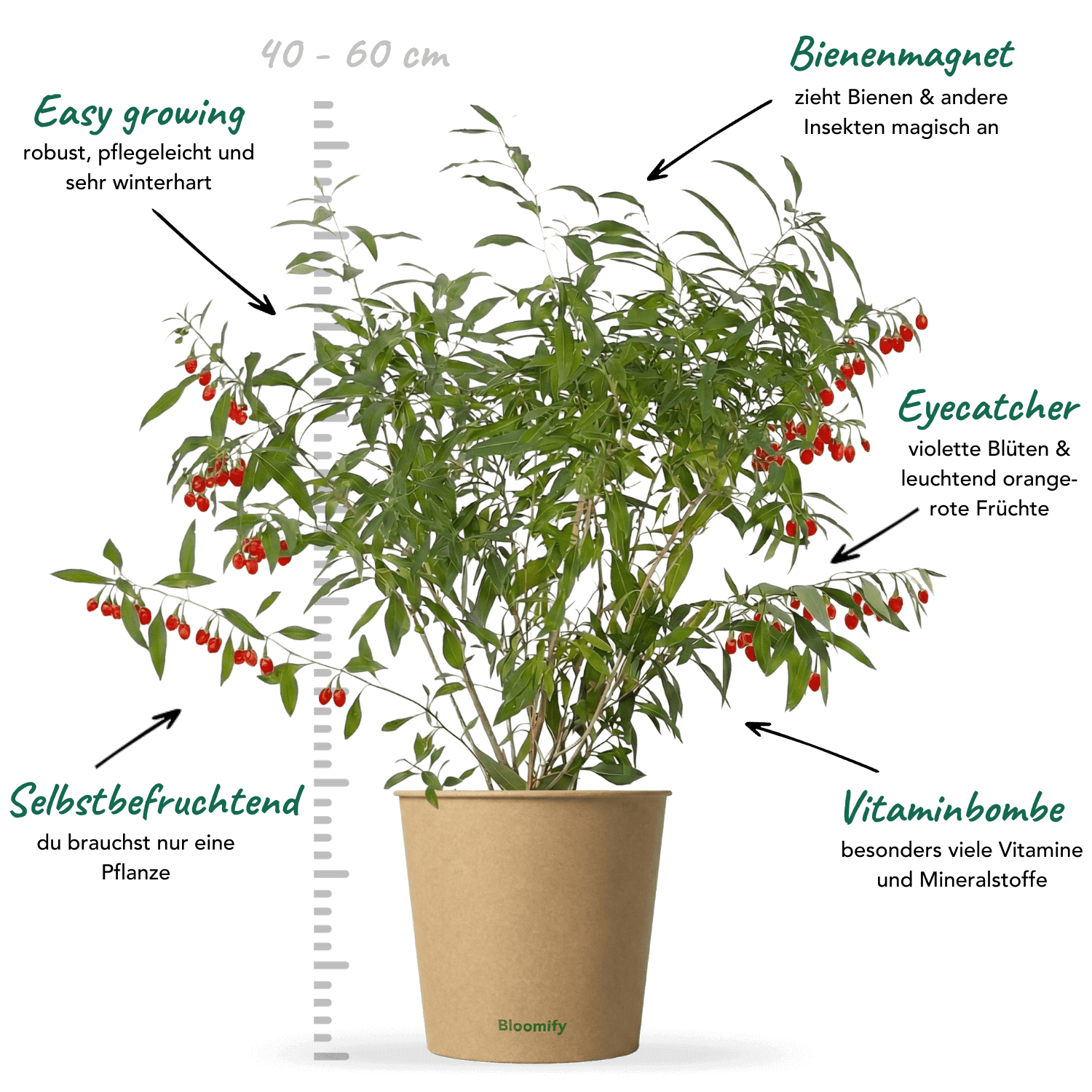 Goji-Beere "Günther" (Bio)