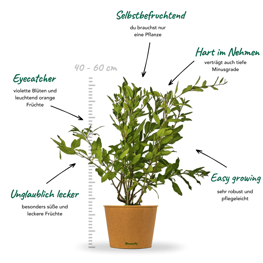 Goji-Beere "Günther" (Bio)