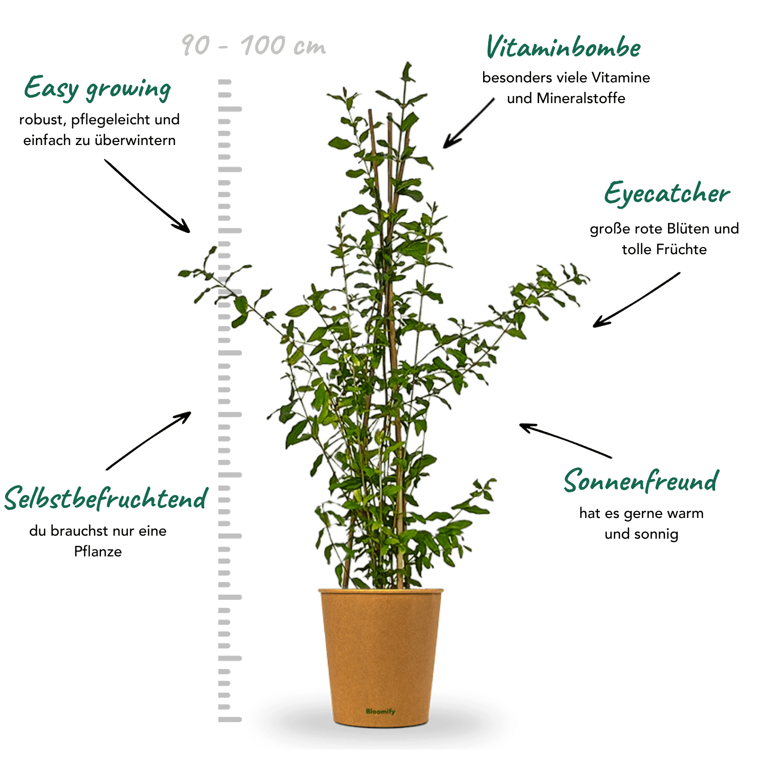 Granatapfel "Grace"
