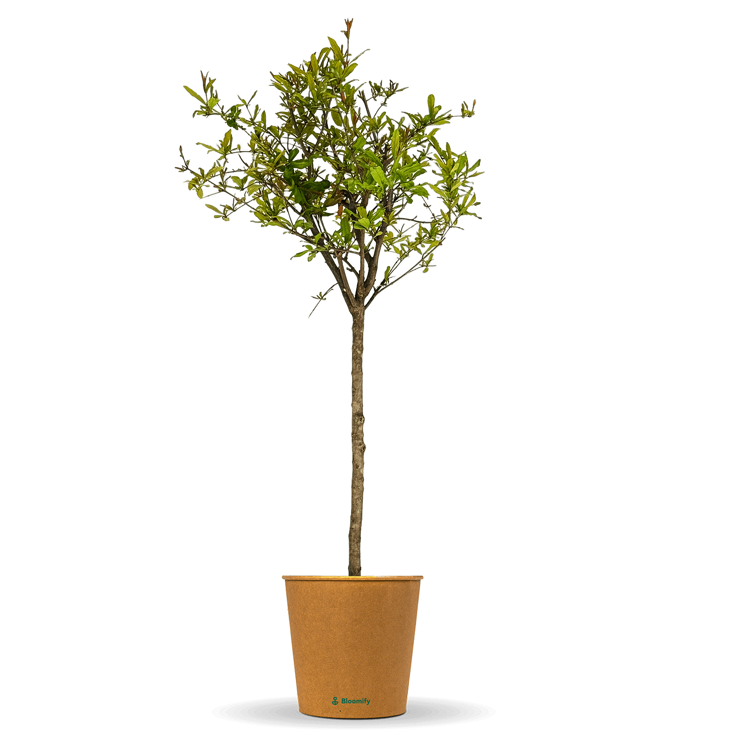 Granatapfelbaum "Gregor"